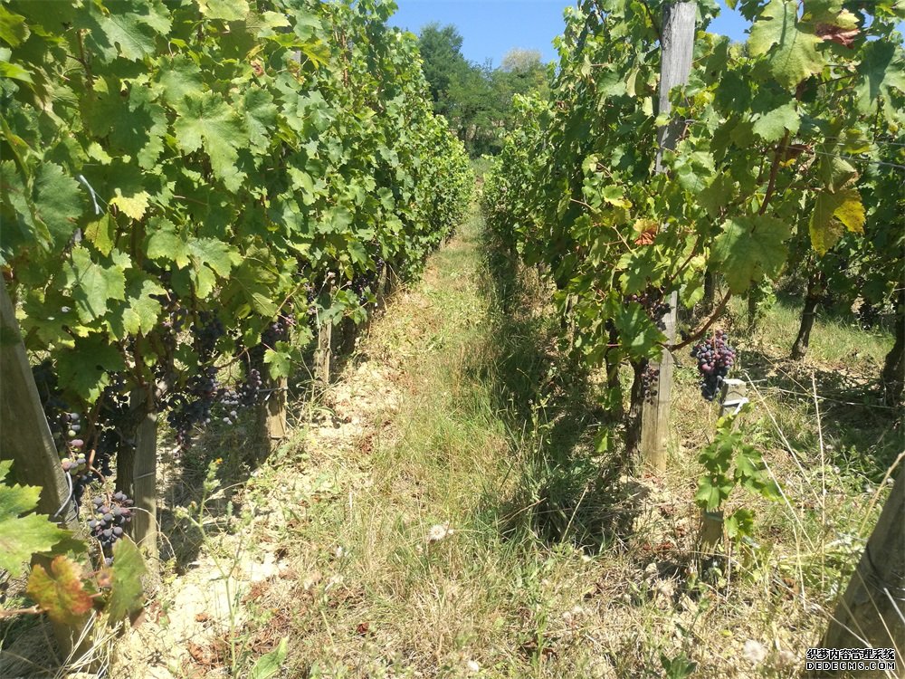 選擇哪個紅酒品牌加盟好