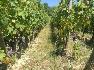 做進口紅酒利潤如何