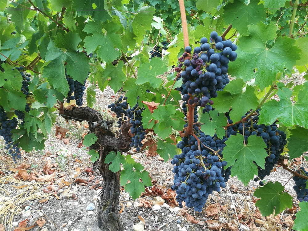 開家波爾多紅酒專賣店要多少錢